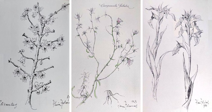 Savona, omaggio a Flavia Folco: mostra botanica alla Storia Patria