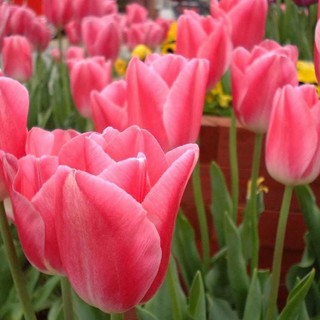 Quiliano: al Parco esposizione di decorazioni floreali