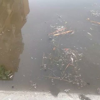 Finale, il sindaco Frascherelli replica a PerFinale: "L'acqua di molitura olive non è pericolosa"