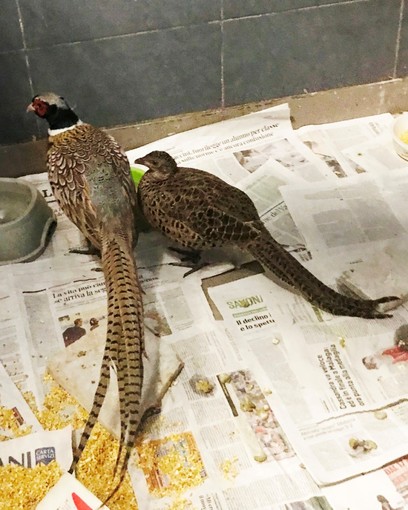 In provincia di Savona continuano i salvataggi di fagiani affamati ed assetati