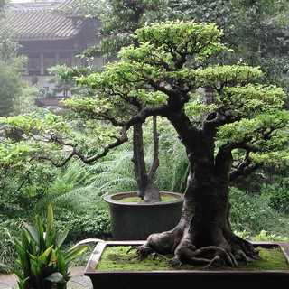 Andora ospita il "Festival del bonsai", con i produttori d'eccellenza d'Italia e Europa
