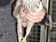 Savona: un falco pellegrino al supermercato