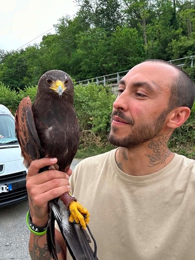 Falco in fuga a Cairo Montenotte, le segnalazioni social e l’intervento di un falconiere Falco in fuga a Cairo Montenotte, le segnalazioni social e l’intervento di un falconiere