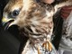 Giovane falco ferito nel torrente Segno a Vado: soccorso dall'Enpa