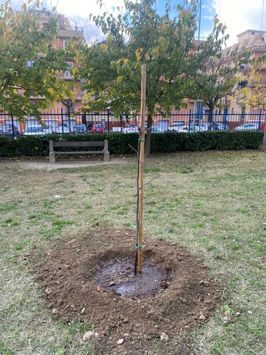 Festa dell'Albero: a Borghetto S. Spirito l'evento organizzato dall'Istituto Comprensivo Val Varatella Festa dell'Albero: a Borghetto S. Spirito l'evento organizzato dall'Istituto Comprensivo Val Varatella