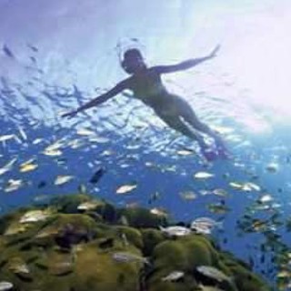 Un appello dell'Enpa: fauna costiera perseguitata a Savona