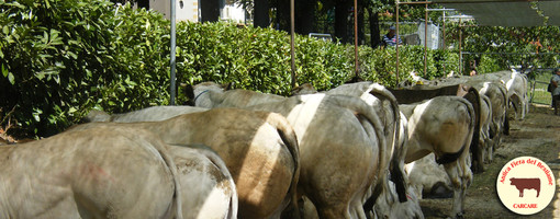 Dodici mesi con l'Antica Fiera del Bestiame di Carcare aiutano l'Avis