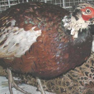 Enpa: Non sparate ad animali assetati ed affamati