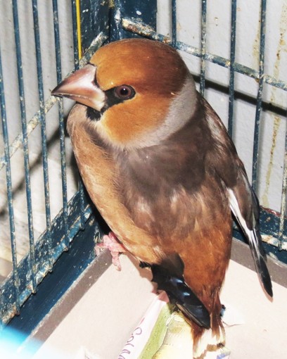 L'Enpa soccorre tre frosoni