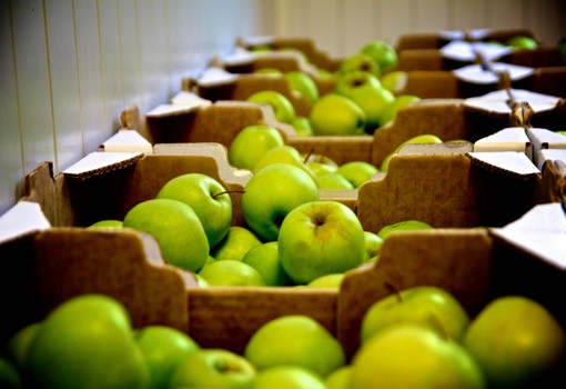 "Invasione" di frutta nelle scuole del savonese, con "Benessere a Colori"