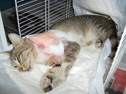 Foto comunicato stampa Foto comunicato stampa