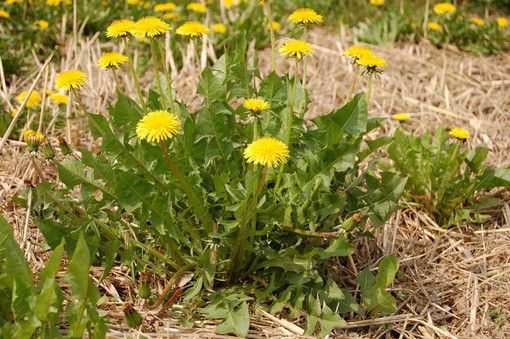 Finale Ligure: natura da mangiare. Alla riscoperta delle erbe selvatiche commestibili
