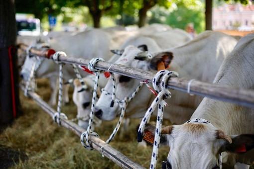 Gallery tratta in gran parte dalla pagina Facebook "Antica Fiera del Bestiame". Scatti by Federico Arcidiacono (che ringraziamo)