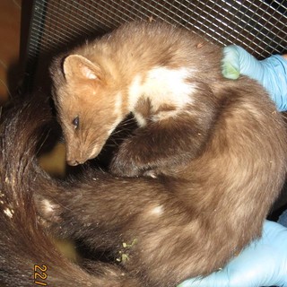 La denuncia dell'Enpa: "Faina investita a Mallare"