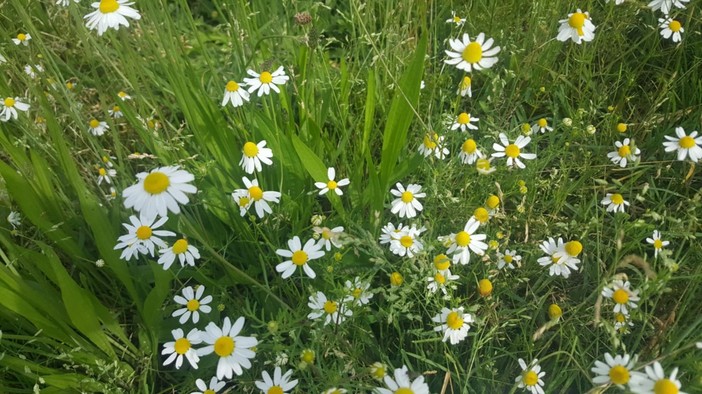 In foto fiori di camomilla