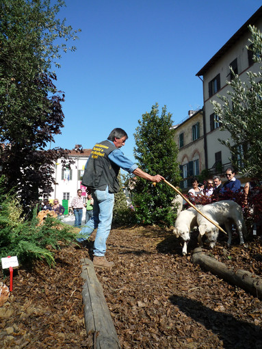 Cosseria: domani la gara nazionale di cerca al tartufo Cosseria: domani la gara nazionale di cerca al tartufo