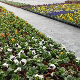 Fiori eduli, IVA al 4% per begonie e nasturzi: risultato importante per Coldiretti Savona