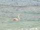 Varigotti: avvistato fenicottero rosa (FOTO e VIDEO)