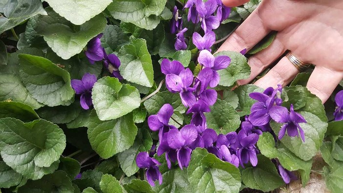 Sbocciano le viole nei boschi, il più dolce annuncio di primavera Sbocciano le viole nei boschi, il più dolce annuncio di primavera