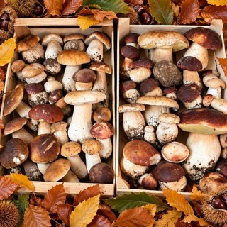 Foto pagina Facebook "Barberis Funghi Calizzano"