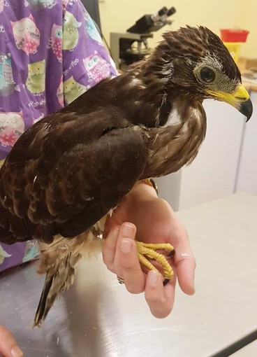 Bragno, un giovane falco pecchiaiolo soccorso dai volontari dell'Enpa