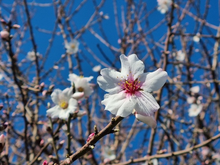 Lo spettacolo del mandorlo, fiore d’inverno e d’amore che dà speranza al mondo Lo spettacolo del mandorlo, fiore d’inverno e d’amore che dà speranza al mondo