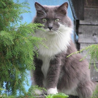 Savona, al Palatrincee due giorni per ammirare i gatti più belli del mondo