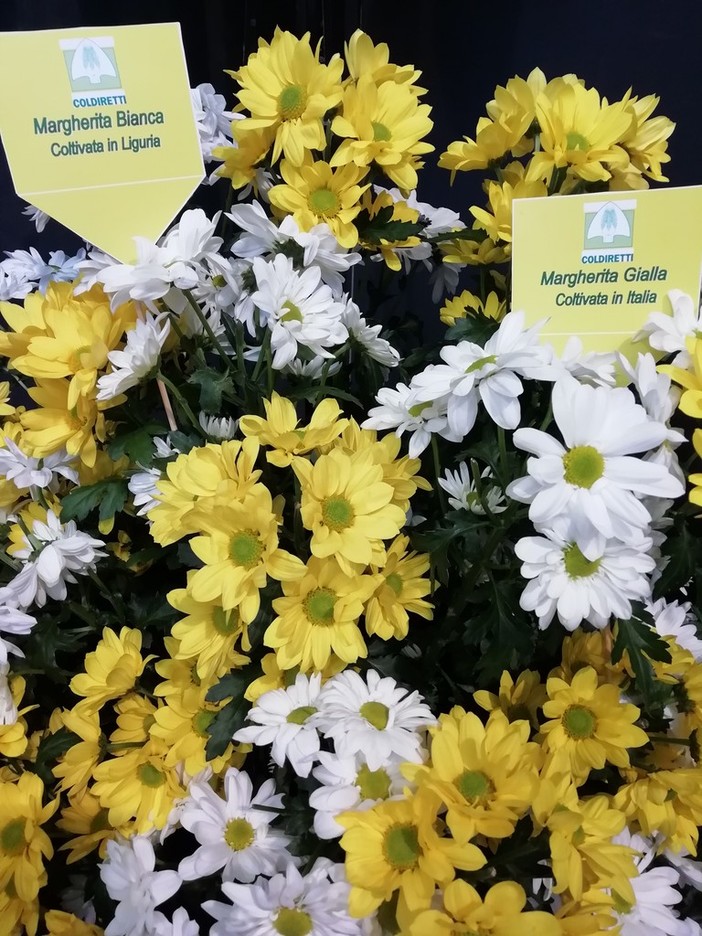 Floricoltura: in manovra due misure per salvaguardare e valorizzare il verde cento per cento "made in Liguria" Floricoltura: in manovra due misure per salvaguardare e valorizzare il verde cento per cento "made in Liguria"