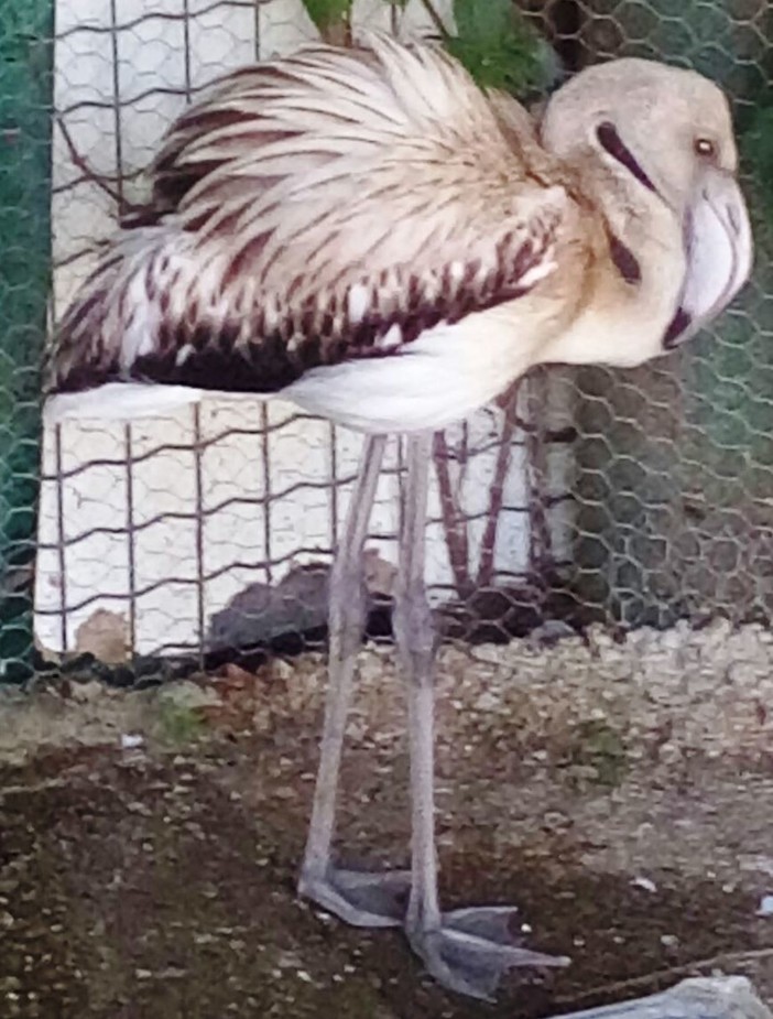 Volontari Enpa soccorrono giovane fenicottero e cercano qualcuno che possa accudirlo