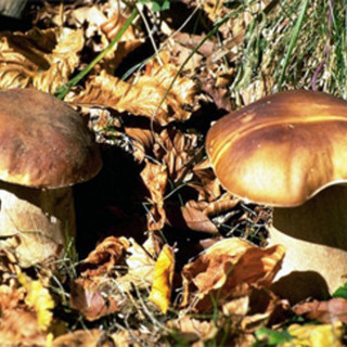 Giubbotti rifrangenti per i cercatori di funghi, i Verdi: "La proposta di Vaccarezza lascia molto perplessi"