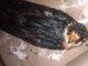 Savona, l'Enpa soccorre una femmina di falco cuculo in corso Ricci (FOTO)