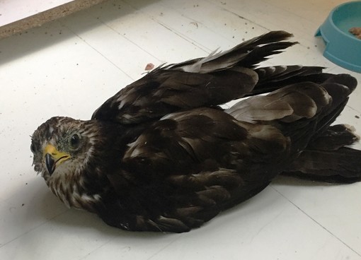 Un altro falco pecchiaiolo soccorso dall'ENPA ad Andora