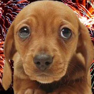 Fuochi d'artificio per l'arrivo della Costa Smeralda, l'Enpa precisa: "Al comune non avevamo chiesto di abolirli ma di utilizzare i droni, chiediamo lo stesso a Costa Crociere" Fuochi d'artificio per l'arrivo della Costa Smeralda, l'Enpa precisa: "Al comune non avevamo chiesto di abolirli ma di utilizzare i droni, chiediamo lo stesso a Costa Crociere"