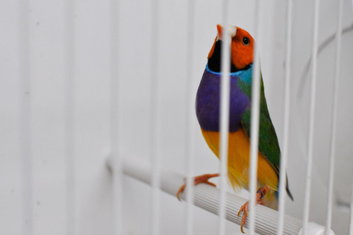 Dal 6 al 9 ottobre a Carcare la 51esima edizione della mostra ornitologica