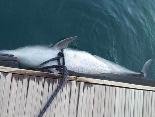 Delfino morto nel mare di Albisola recuperato dalla Capitaneria Delfino morto nel mare di Albisola recuperato dalla Capitaneria