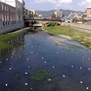 Savona: lavori al Letimbro e al Ponte di Santa Rita Savona: lavori al Letimbro e al Ponte di Santa Rita