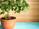 Come prendersi cura di un Ficus?