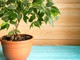 Come prendersi cura di un Ficus? Come prendersi cura di un Ficus?