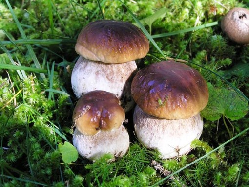 Raccolta funghi in Liguria, Tosi (M5S): "Non esistono dati certi sugli introiti dati dai tesserini"