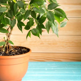 Come prendersi cura di un Ficus?