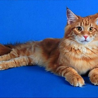 I gatti più belli del mondo in mostra a Quiliano I gatti più belli del mondo in mostra a Quiliano