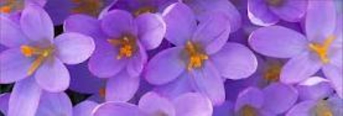 ''La salute come armonia''. Questa sera l'incontro sui Fiori di Bach a Loano ''La salute come armonia''. Questa sera l'incontro sui Fiori di Bach a Loano
