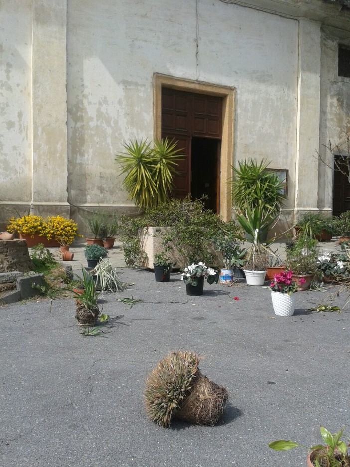 Bastia d'Albenga: "ladri" rubano decine di piante, ma si tratta di un'antica tradizione Bastia d'Albenga: "ladri" rubano decine di piante, ma si tratta di un'antica tradizione