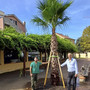 Albisola, una nuova palma nella piazza della Residenza: torna il simbolo del quartiere Albisola, una nuova palma nella piazza della Residenza: torna il simbolo del quartiere