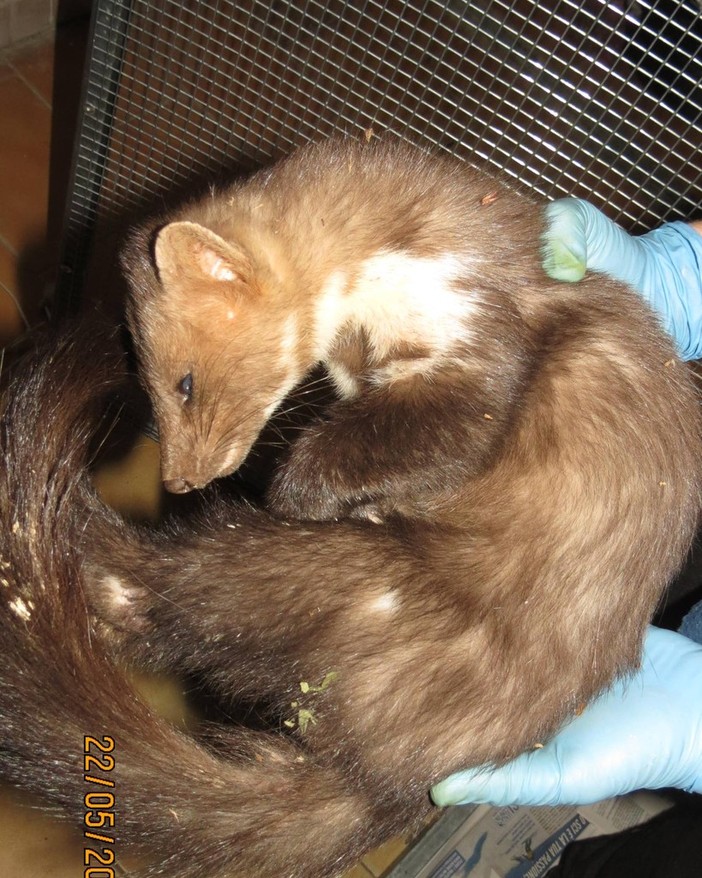 La denuncia dell'Enpa: "Faina investita a Mallare" La denuncia dell'Enpa: "Faina investita a Mallare"