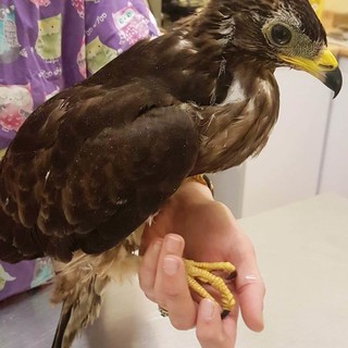 Bragno, un giovane falco pecchiaiolo soccorso dai volontari dell'Enpa
