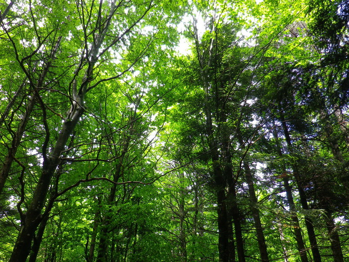 Giornata Internazionale delle Foreste, Savona la provincia più boscata della Liguria, la regione più boscosa d'Italia