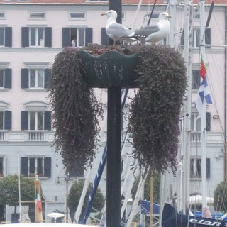 Savona, "piovono" gabbiani nelle fiorere di via Gramsci: è la stagione dei piccoli