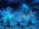 Perché immergersi? Tutti i motivi per praticare diving Perché immergersi? Tutti i motivi per praticare diving