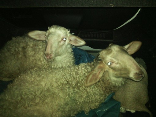 Albenga: Fiocco e Neve due agnelli salvati da un destino già segnato